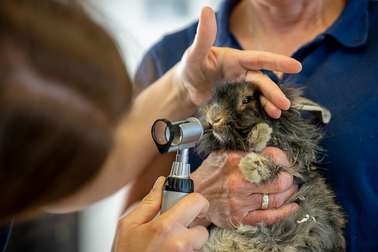 Tierarztpraxis Bad Schönborn - Untersuchung Kaninchen Zähne