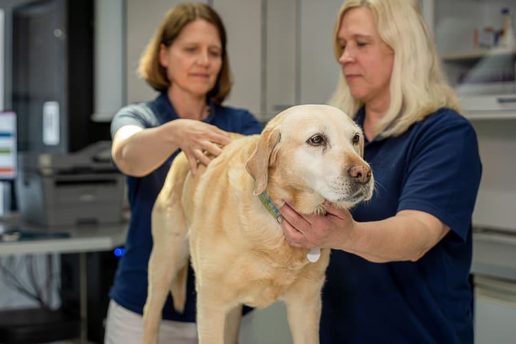 Tierarztpraxis Bad Schönborn - Hund abtasten Vorsorgeuntersuchung