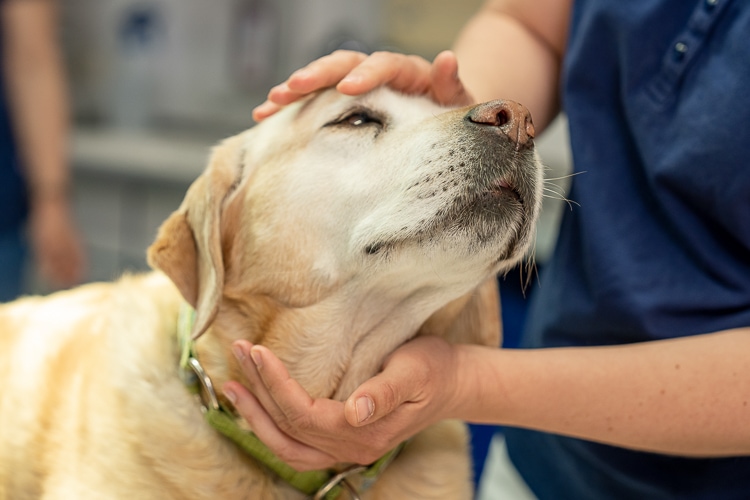 Tierarztpraxis Bad Schönborn - ein Herz für Tiere